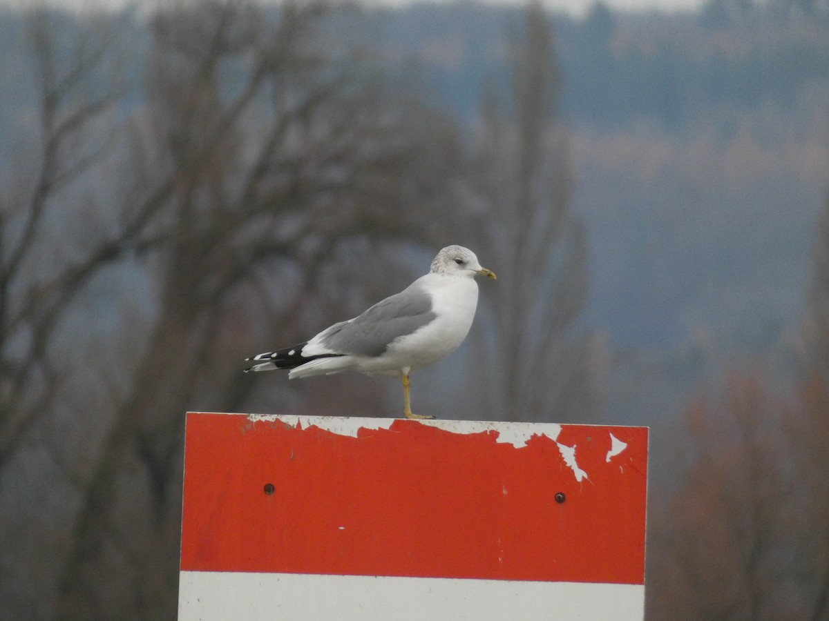 Common Gull - ML646454059