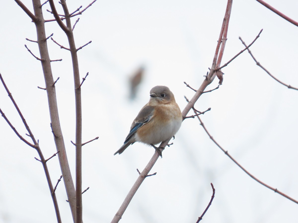 Eastern Bluebird - ML646454062