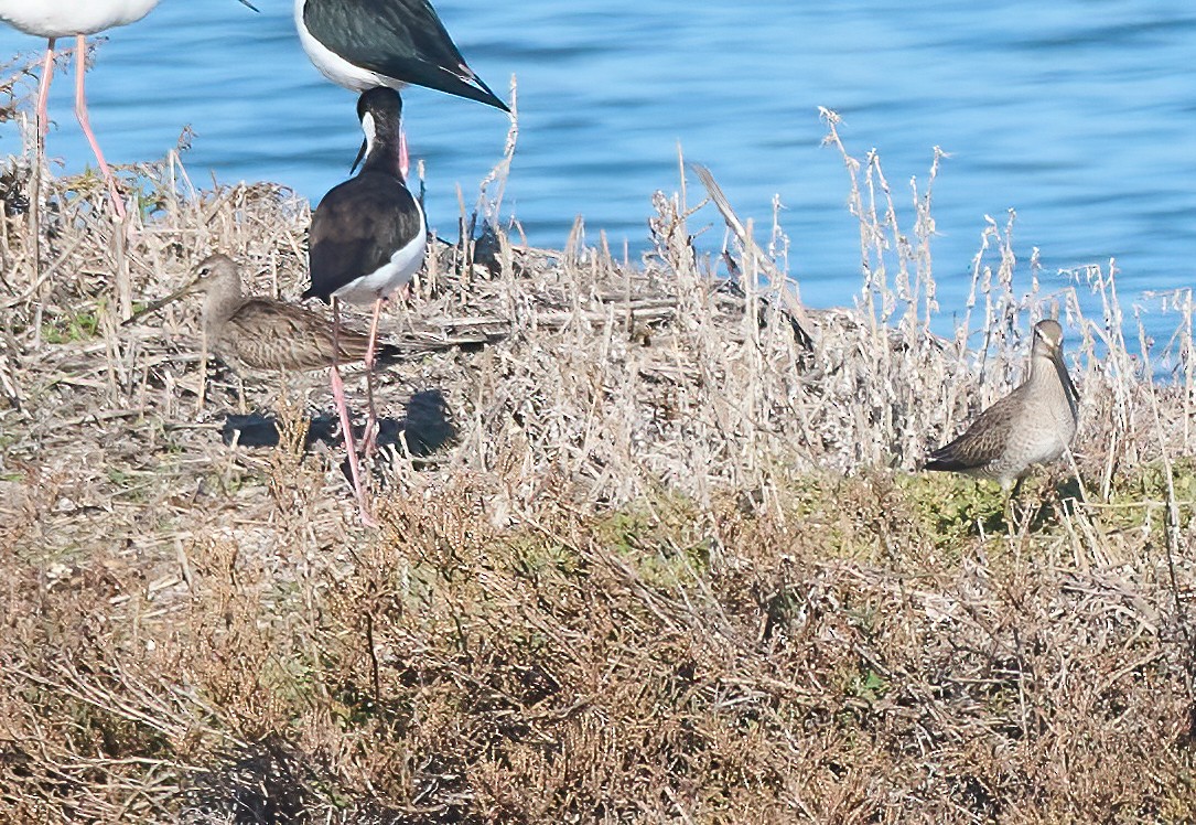 Неголь довгодзьобий - ML646454063
