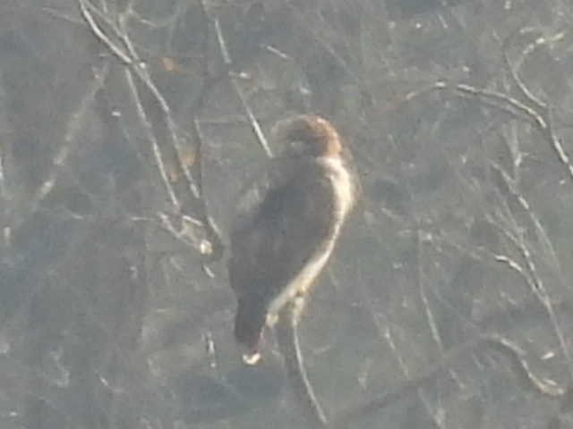 Red-tailed Hawk - ML646454066