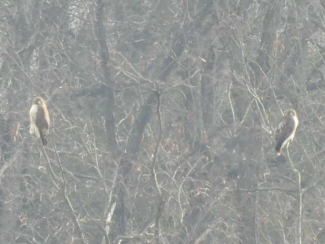 Red-tailed Hawk - ML646454067