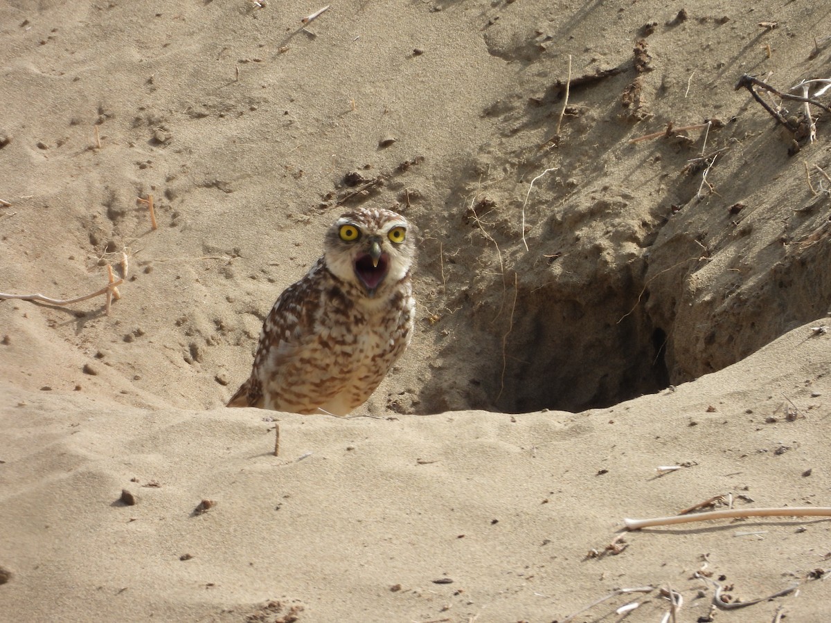 Burrowing Owl - ML646454068