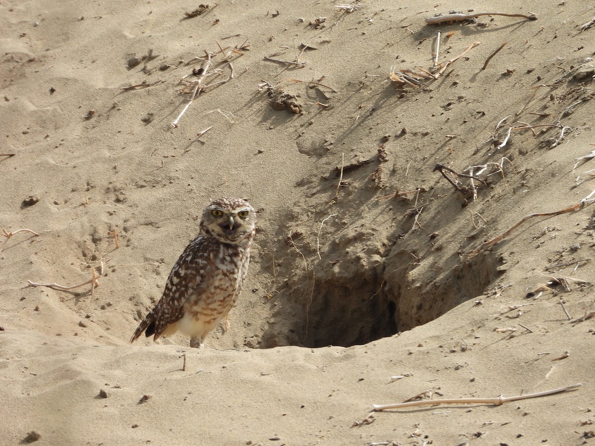 Burrowing Owl - ML646454069