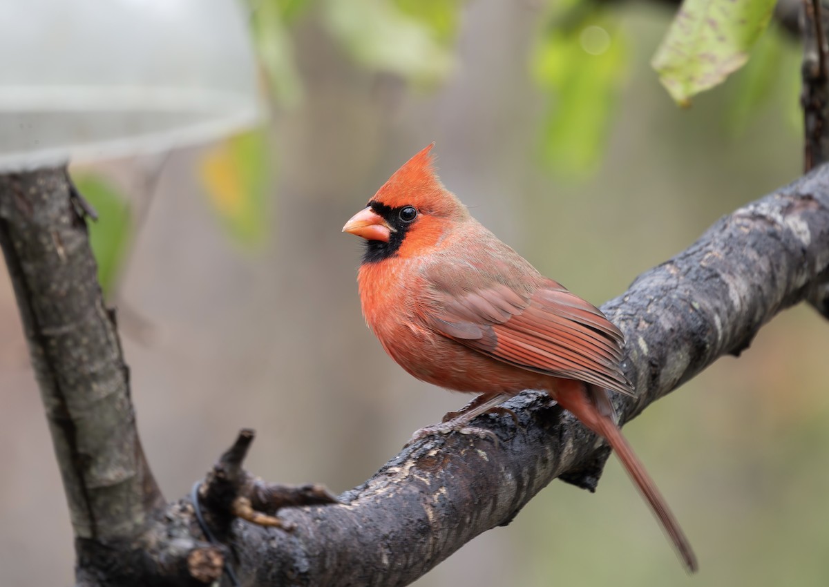 Northern Cardinal - ML646454071