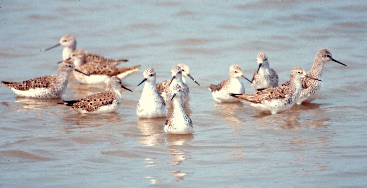 ביצנית עדינה - ML646454074