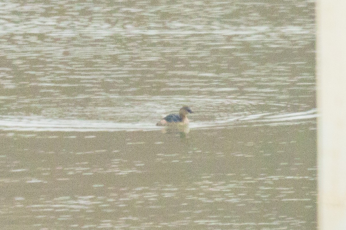 Pied-billed Grebe - ML646454075