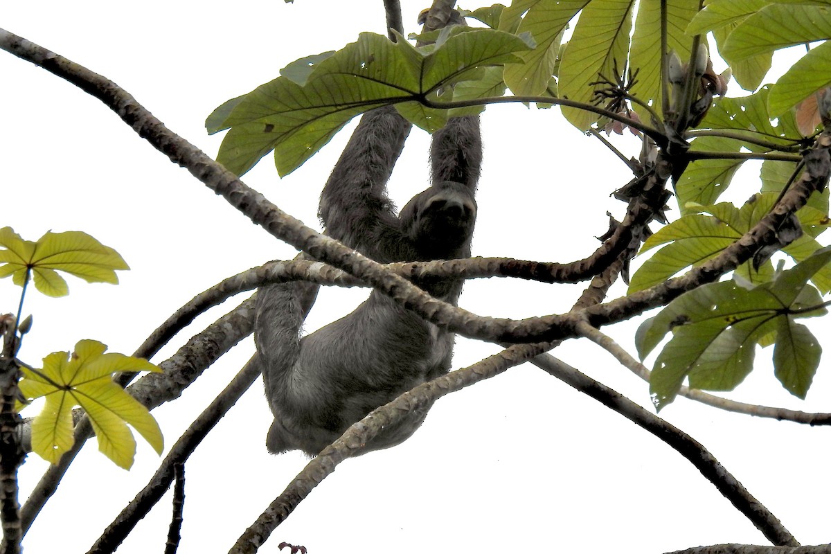 Bradipo variegato - ML646454077