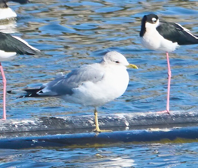 Мартин сивий аляскинський - ML646454080