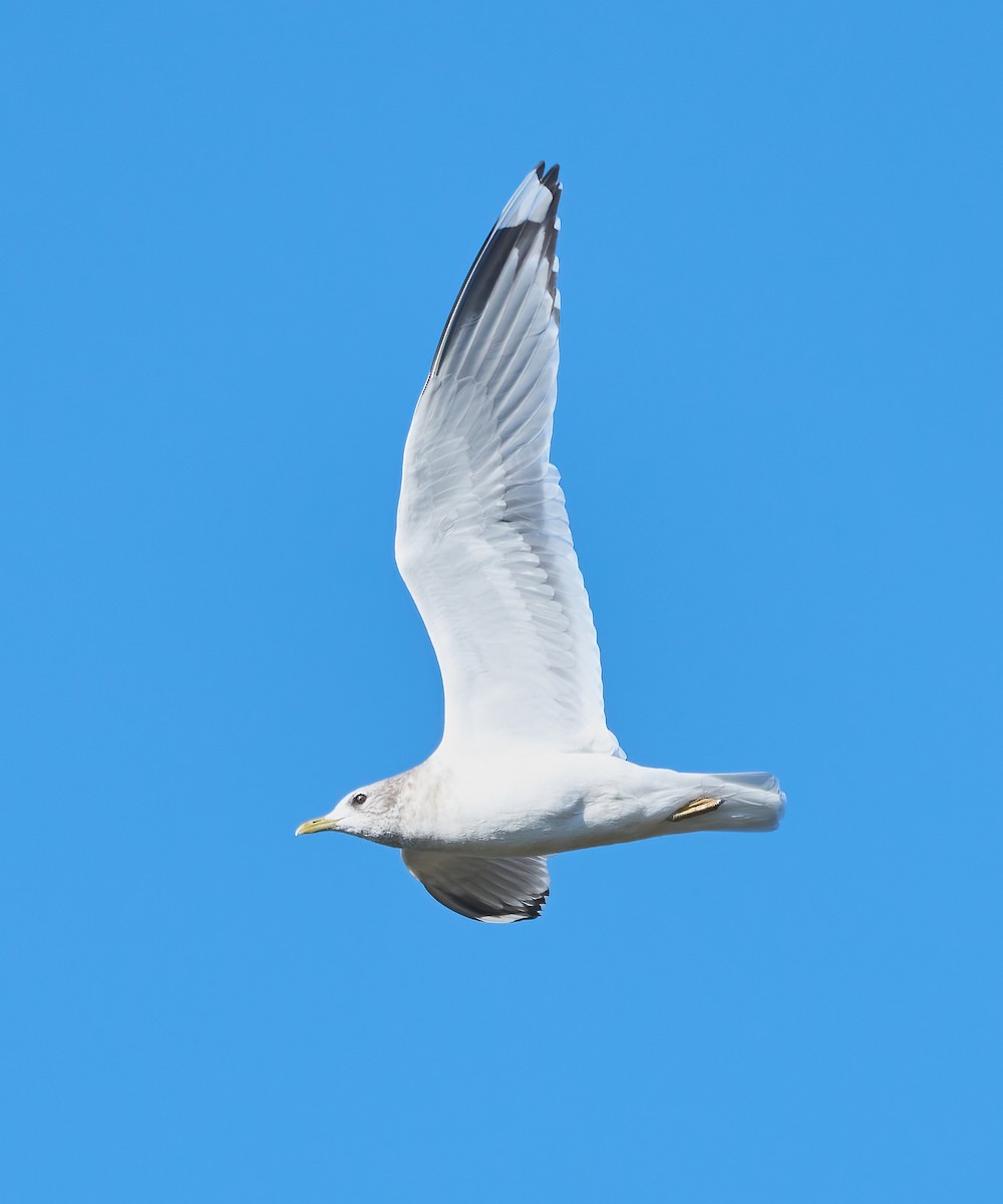 Мартин сивий аляскинський - ML646454082