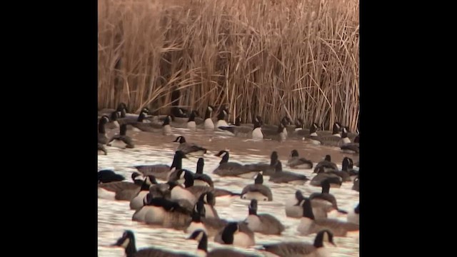 berneška bělolící - ML646454083