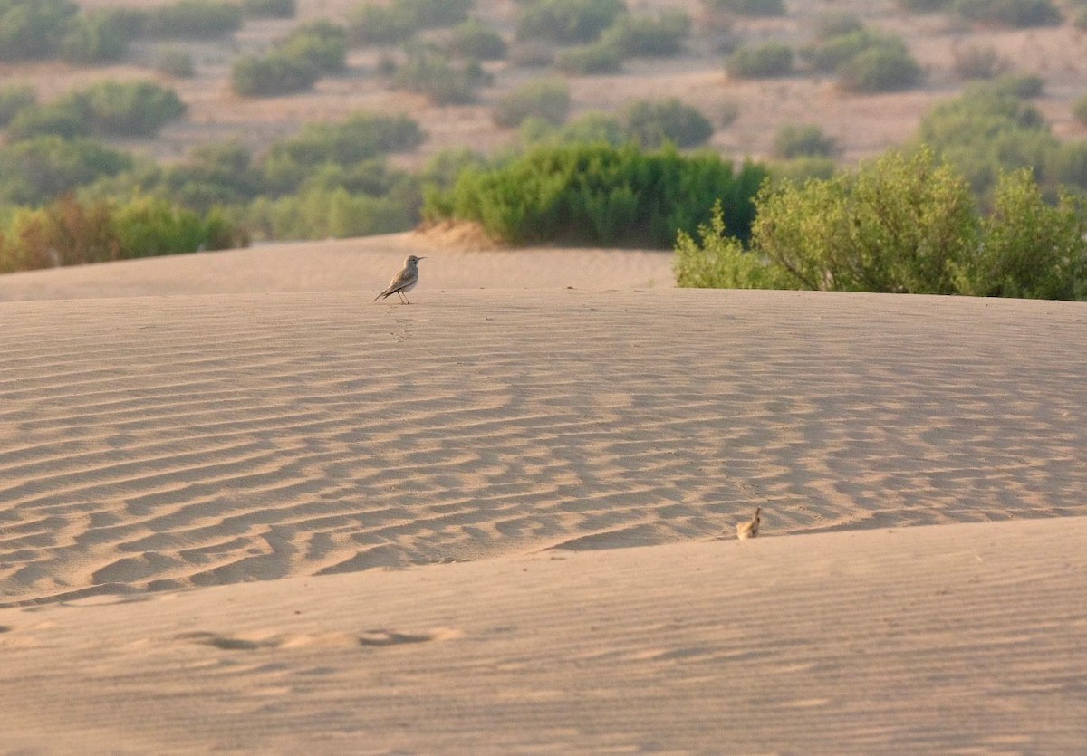 Greater Hoopoe-Lark - ML646454084