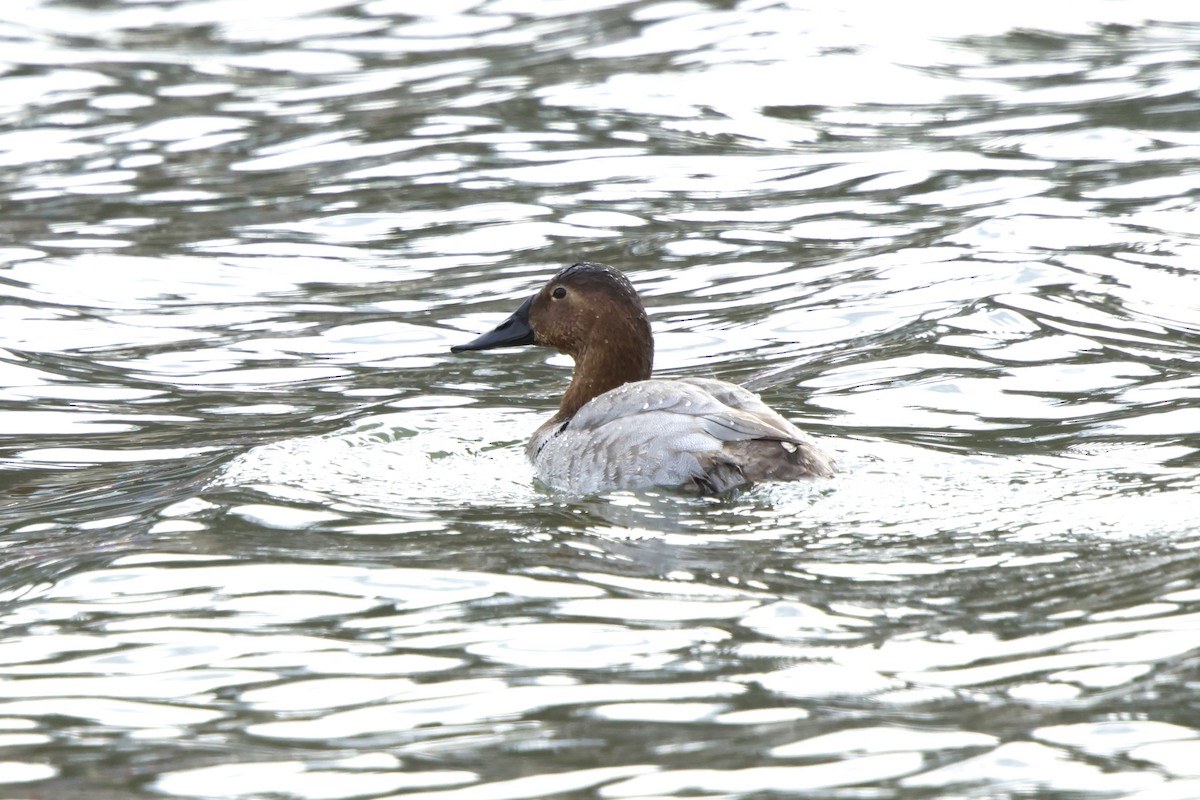 polák dlouhozobý - ML646454085