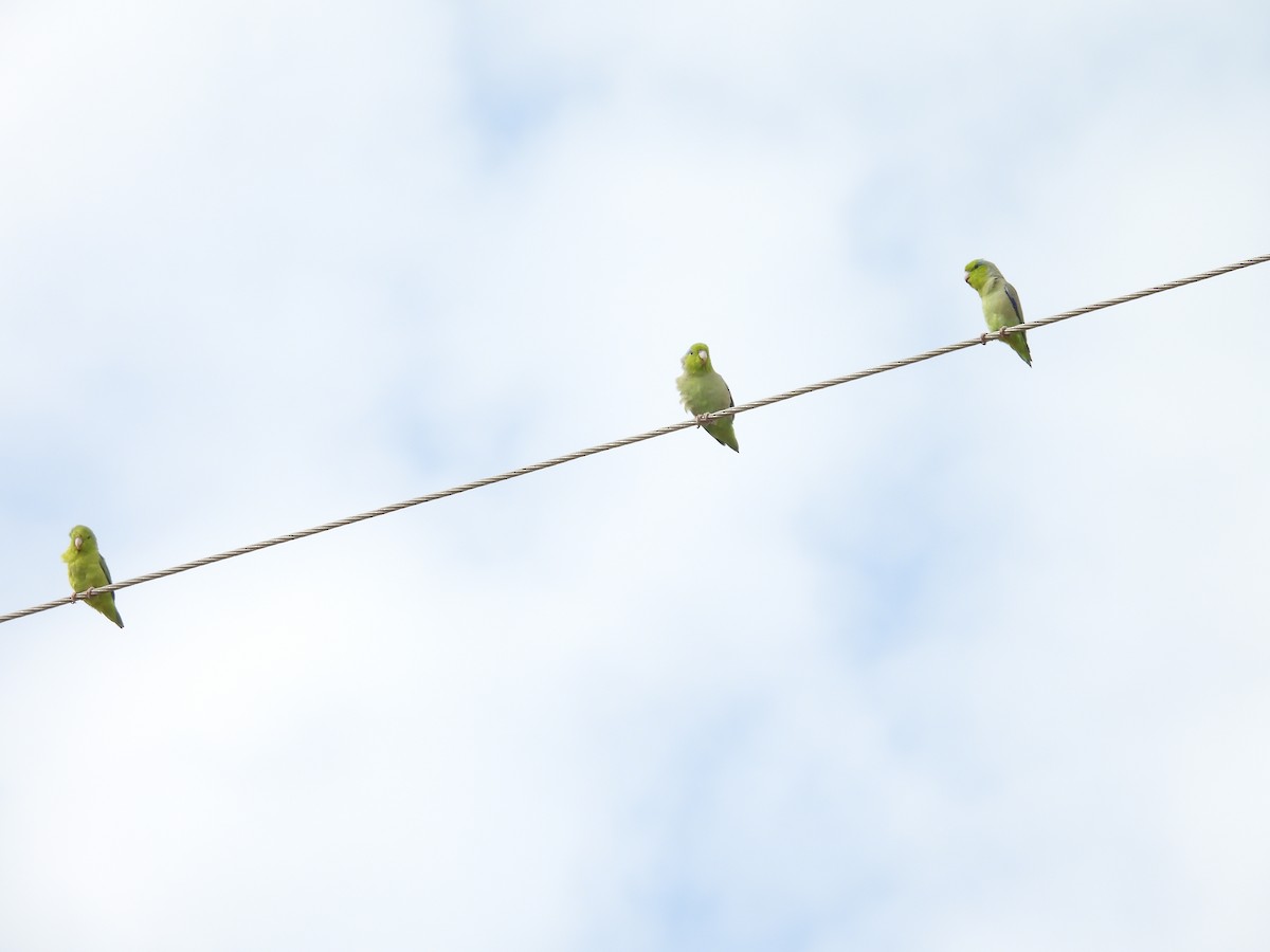 Pacific Parrotlet - ML646454086