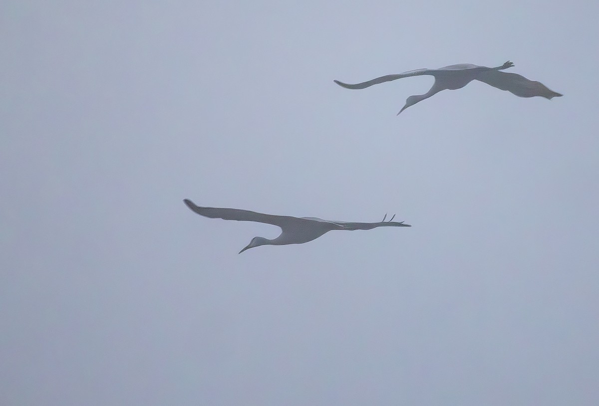 沙丘鶴 - ML646454088