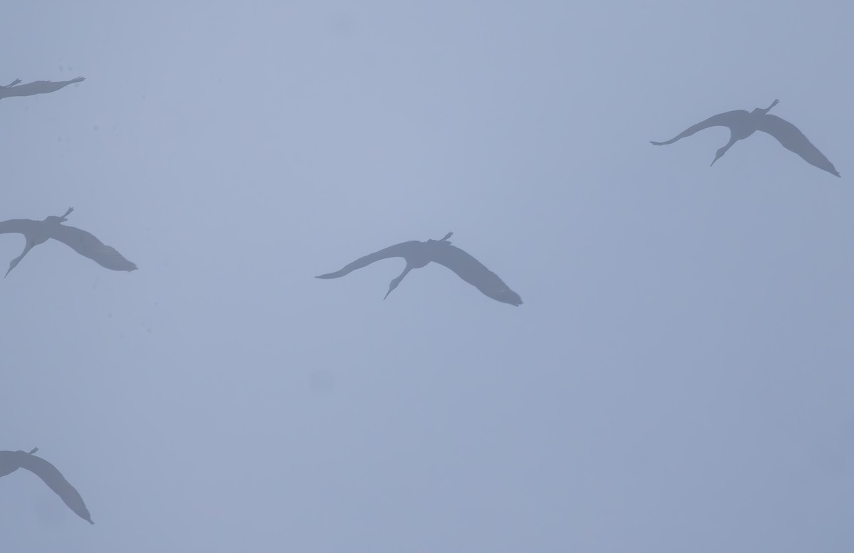 沙丘鶴 - ML646454089