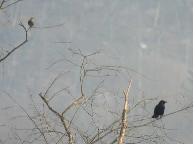 American Crow - ML646454090