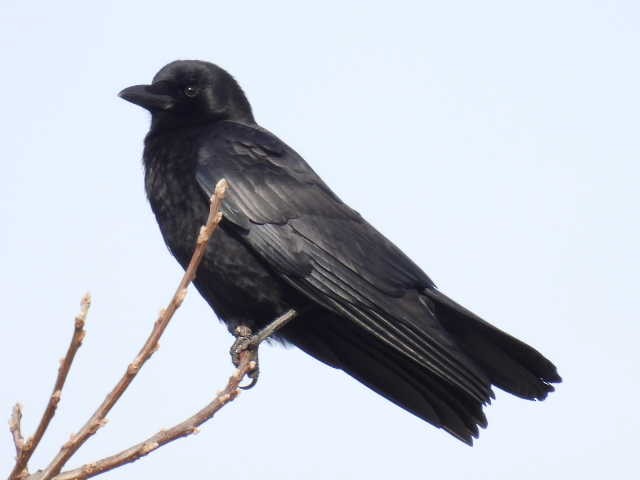 American Crow - ML646454091