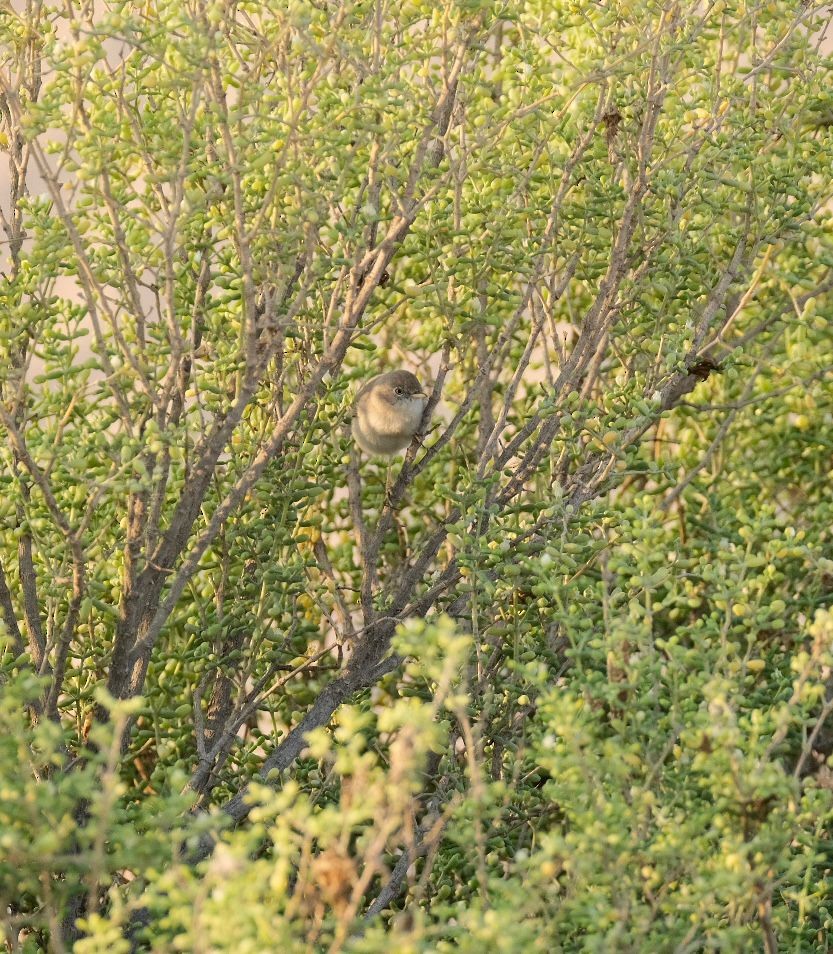 Asian Desert Warbler - ML646454092