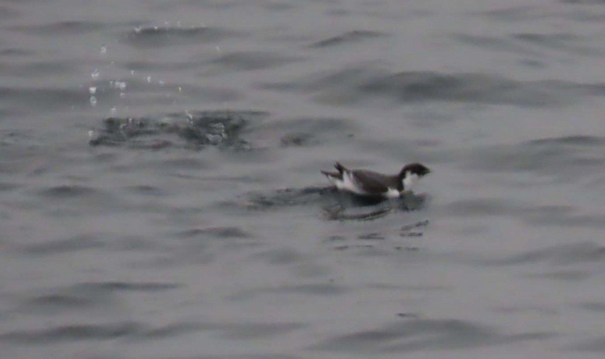 Ancient Murrelet - ML646454093