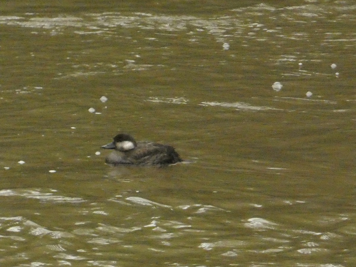 Американская синьга - ML646454096