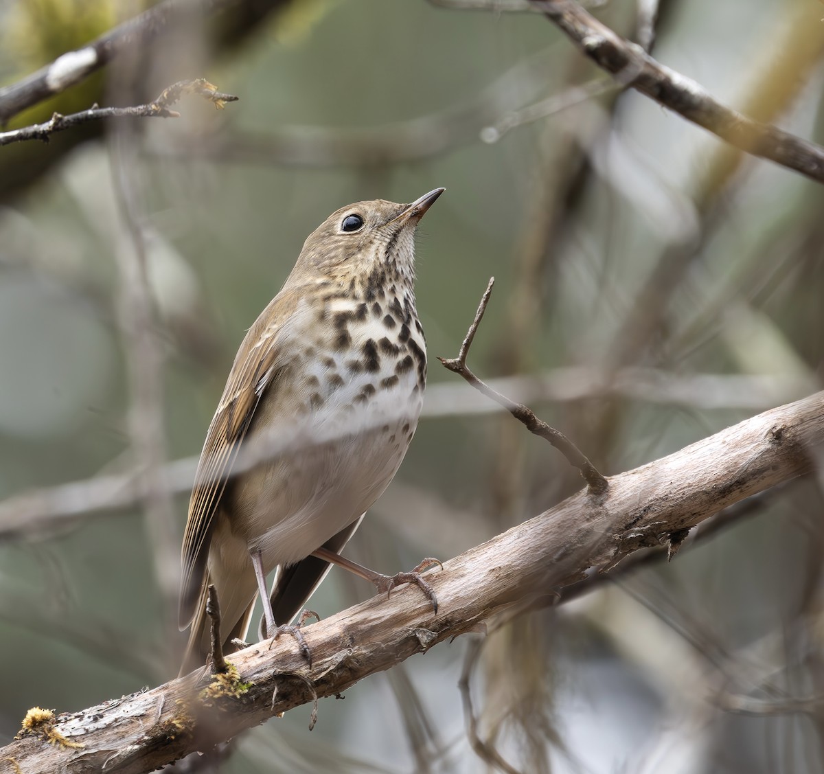 Hermit Thrush - ML646454097
