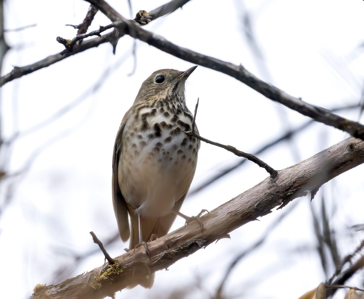 Hermit Thrush - ML646454098