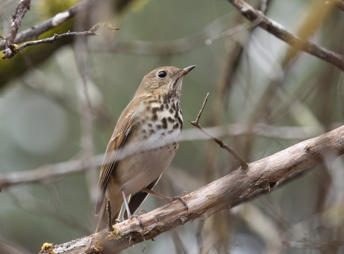 Hermit Thrush - ML646454099