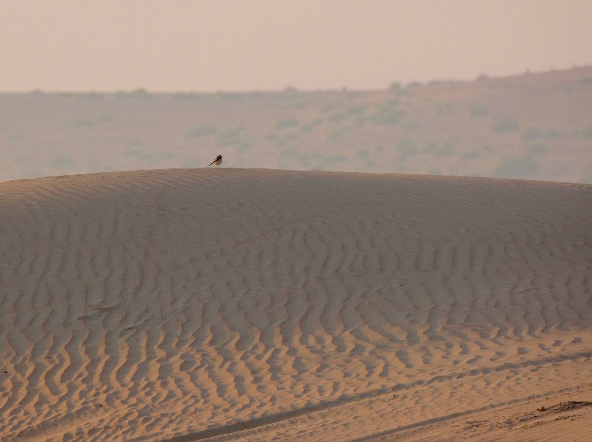 Desert Wheatear - ML646454101