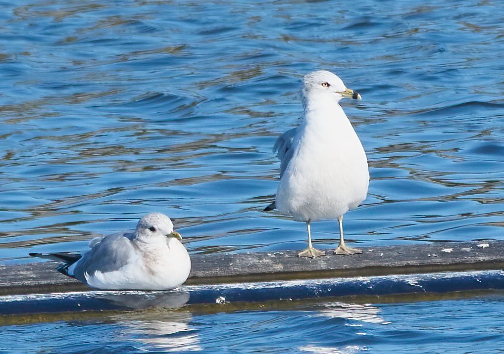 Мартин делаверський - ML646454102