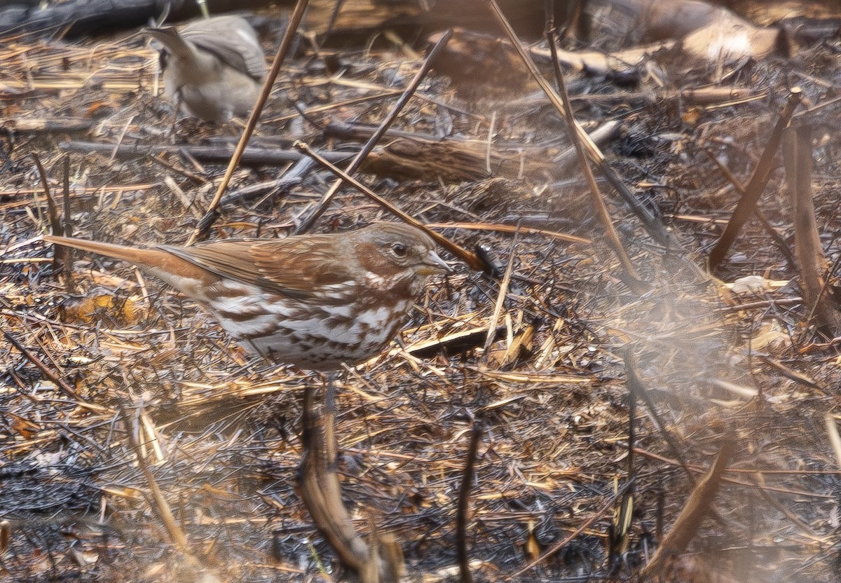 Fox Sparrow - ML646454103