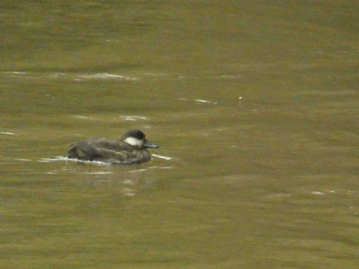 Американская синьга - ML646454104