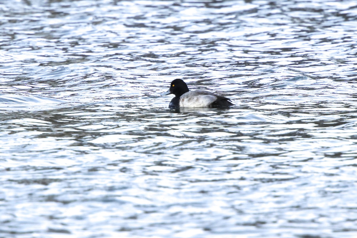 polák vlnkovaný - ML646454108