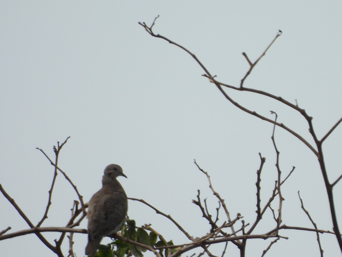 Eared Dove - ML646454109