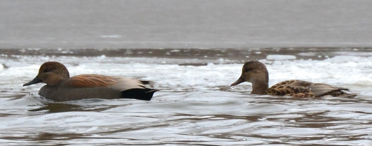 kopřivka obecná - ML646454110