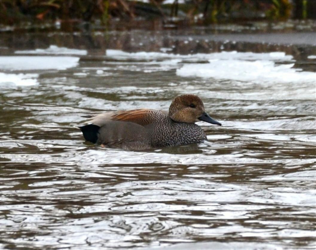 kopřivka obecná - ML646454111