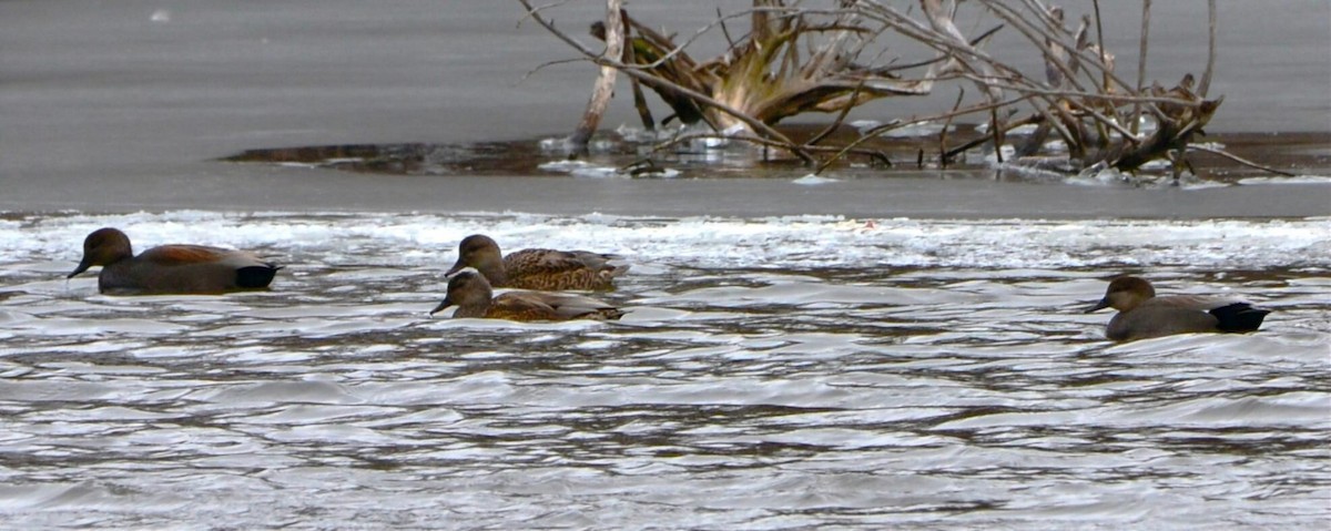 kopřivka obecná - ML646454112
