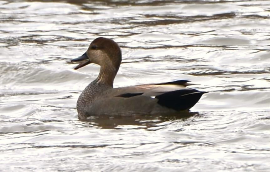 kopřivka obecná - ML646454113