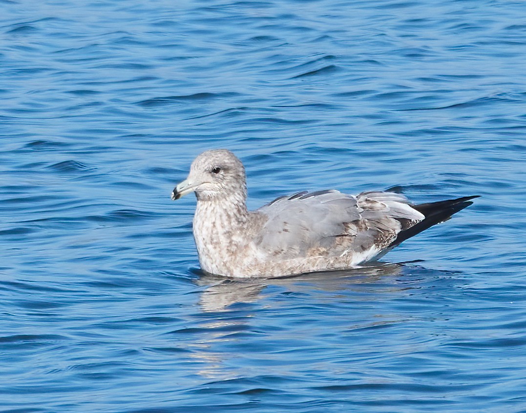 Мартин каліфорнійський - ML646454114