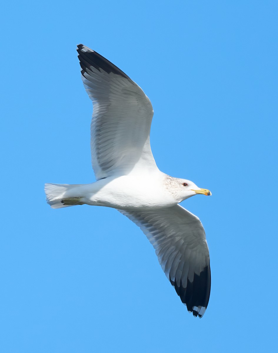 Мартин каліфорнійський - ML646454115