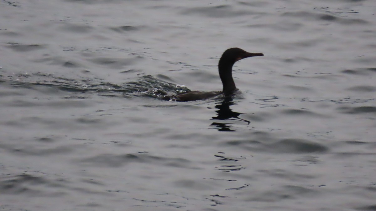Brandt's Cormorant - ML646454116