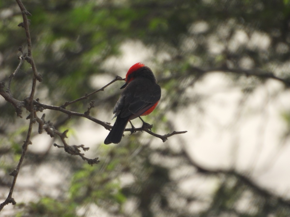 Vermilion Flycatcher - ML646454121