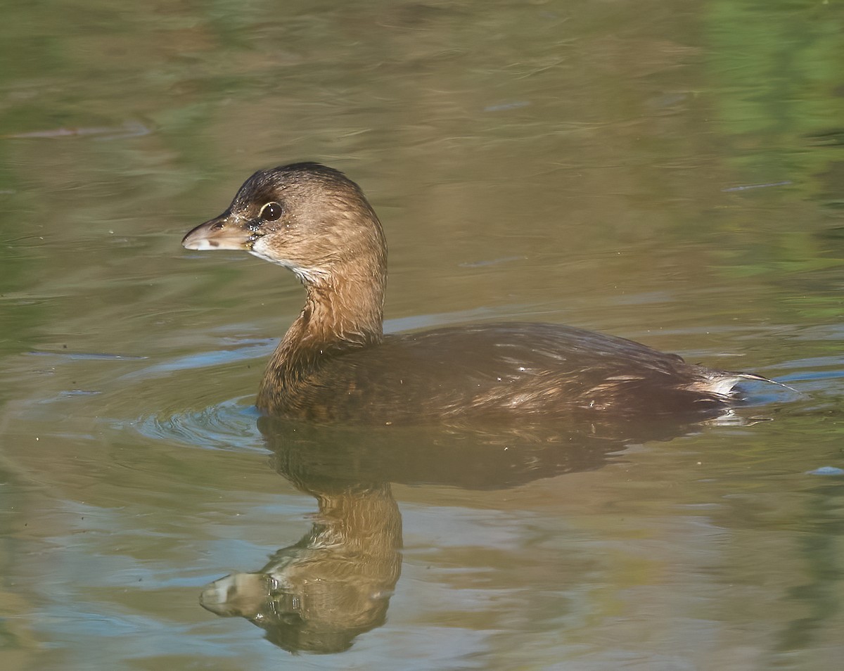 Пірникоза рябодзьоба - ML646454122