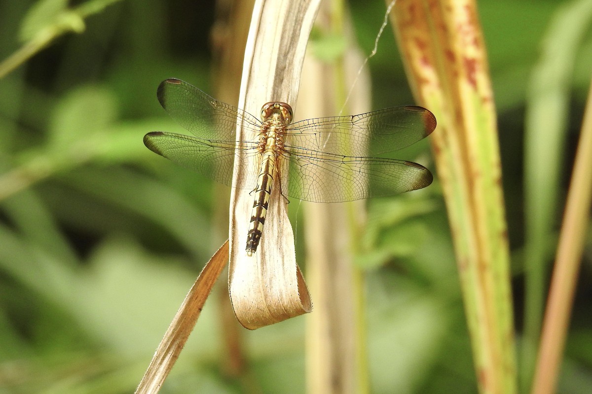 Band-winged Dragonlet - ML646454123