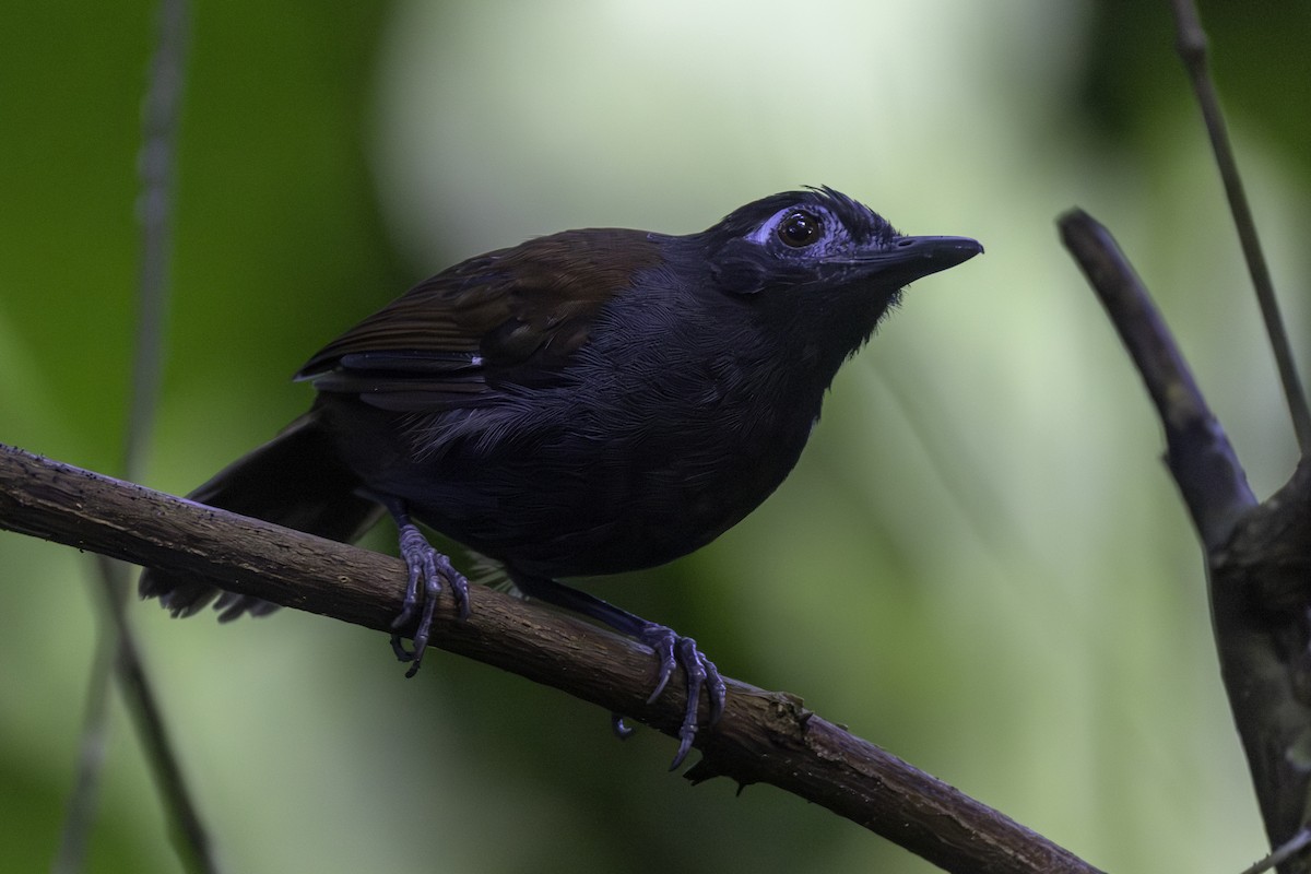 Chestnut-backed Antbird - ML646454124