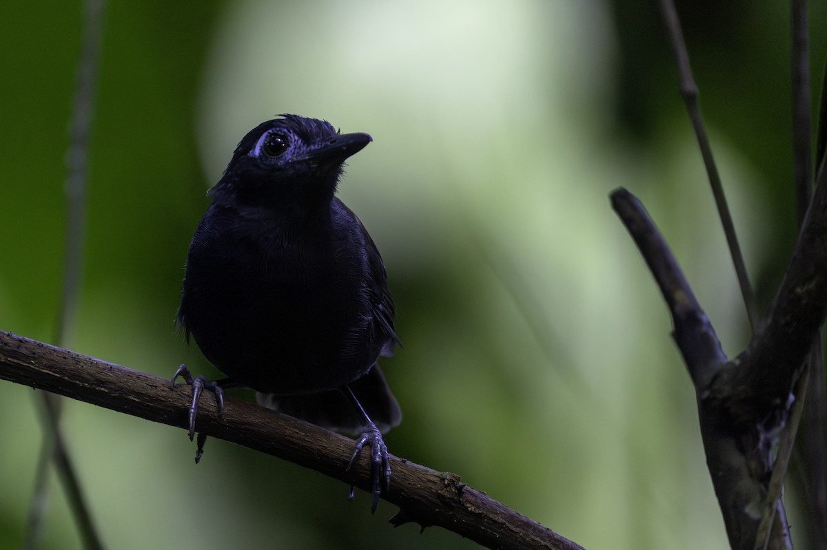 Chestnut-backed Antbird - ML646454125