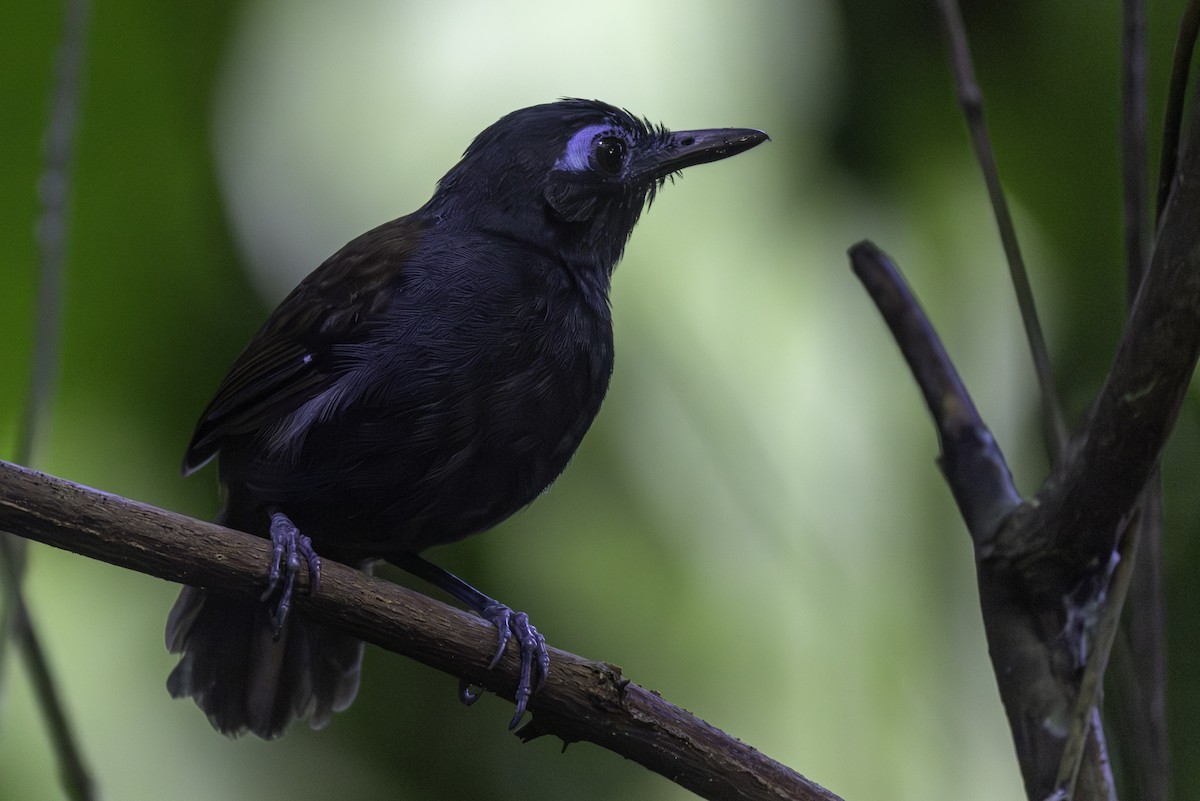 Chestnut-backed Antbird - ML646454126