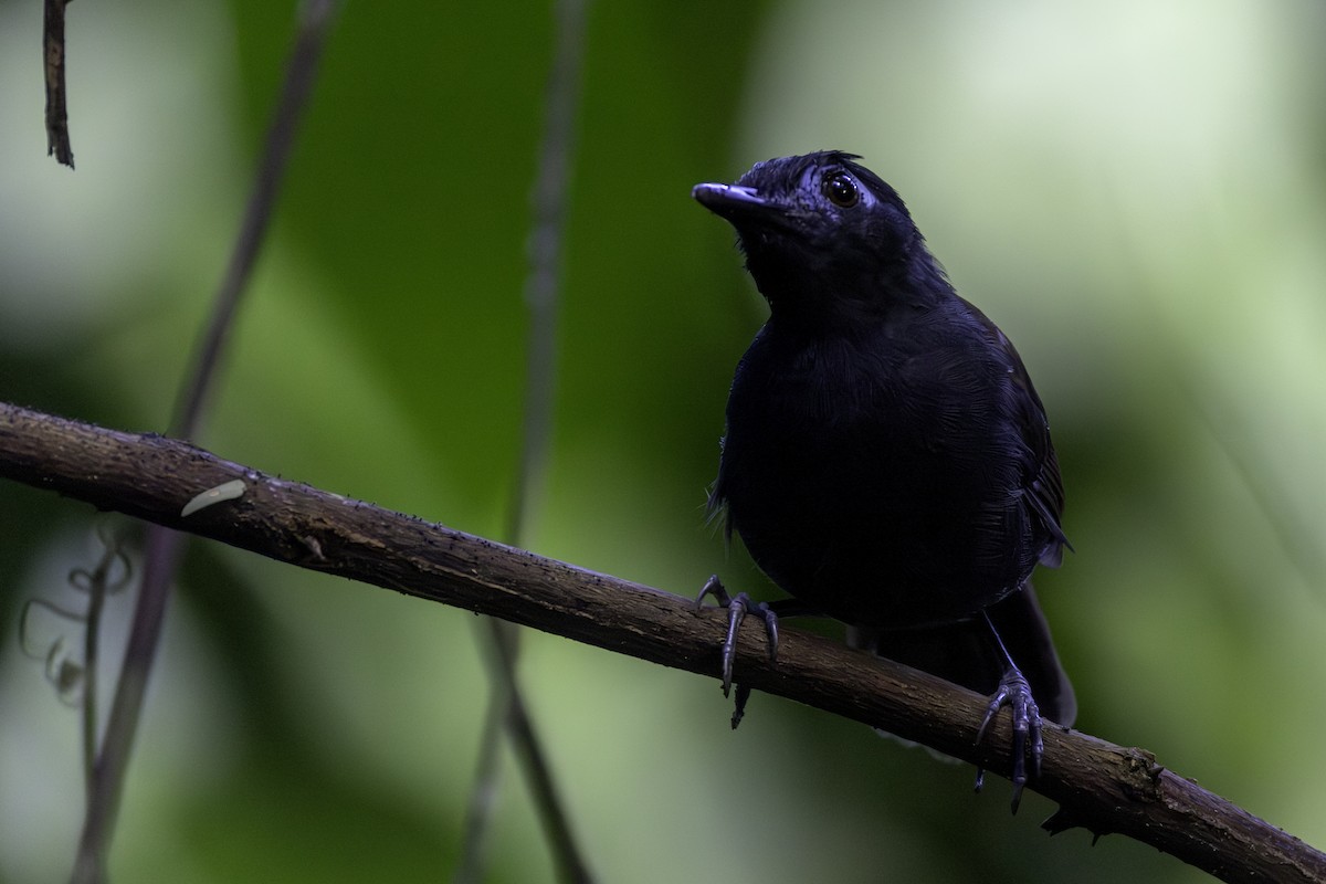 Chestnut-backed Antbird - ML646454127