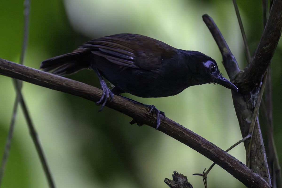 Chestnut-backed Antbird - ML646454128