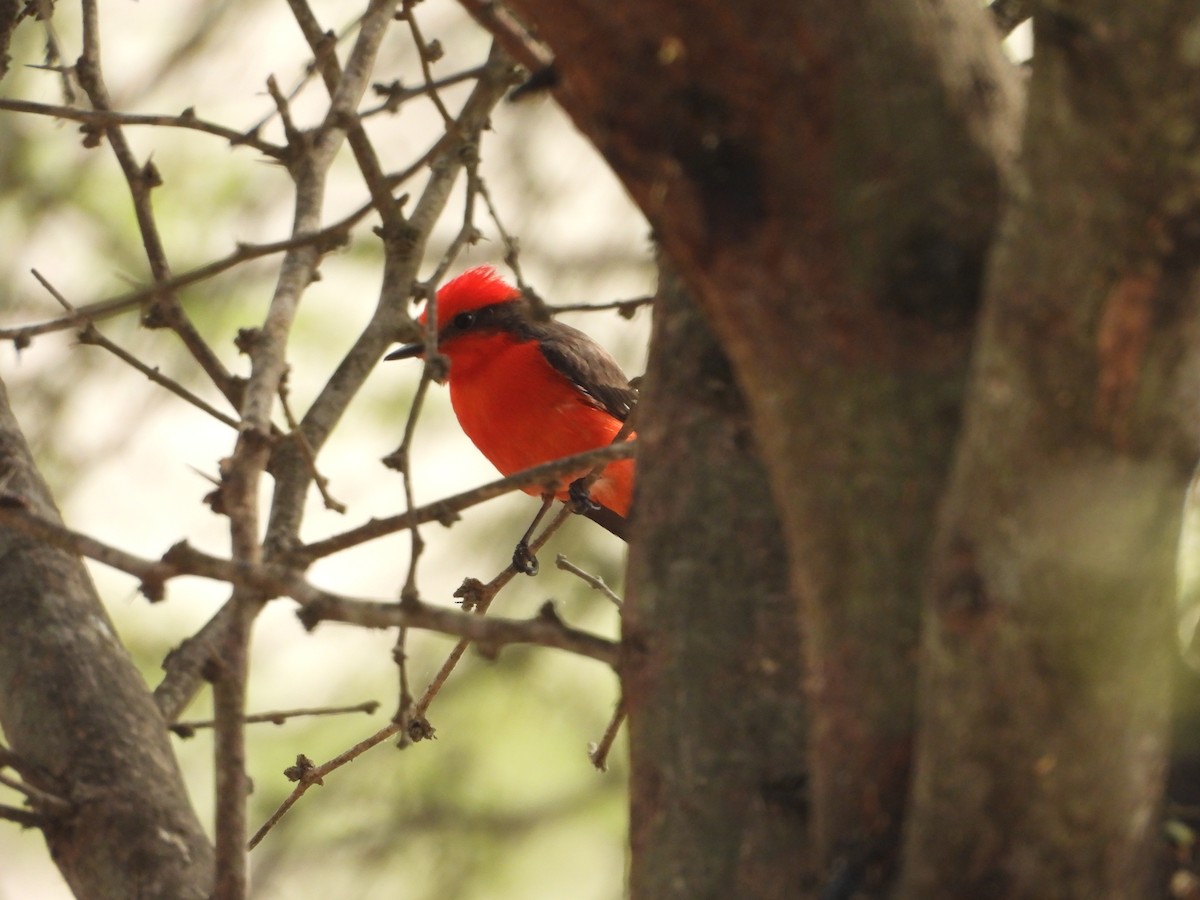 Vermilion Flycatcher - ML646454129
