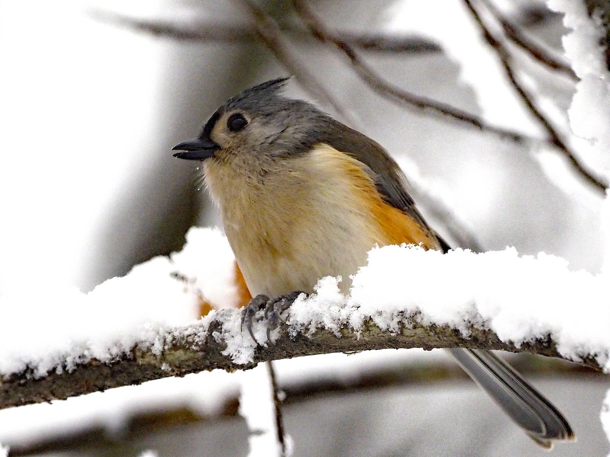 Tufted Titmouse - ML646454131